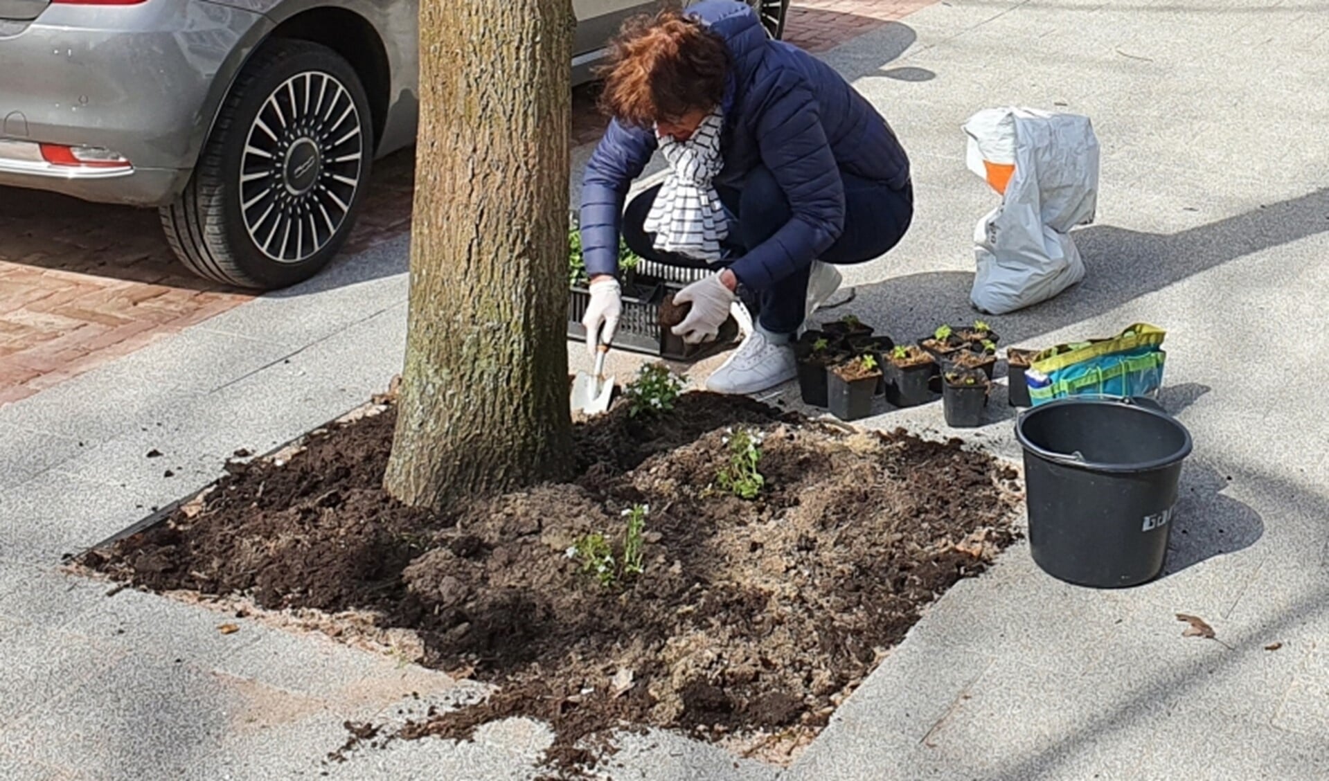 Een boomtuintje aanleggen bij een boom van de gemeente mag; mits er toestemming is gevraagd (foto: pr gemeente LV.