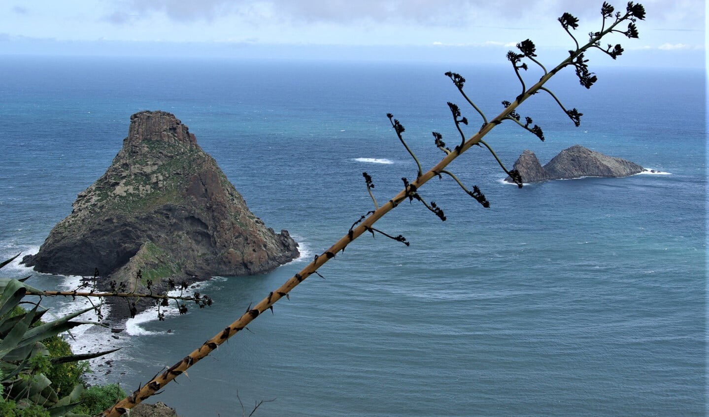 Natuur en vergezichten op Tenerife (beeld: Henny van der Wilt)
