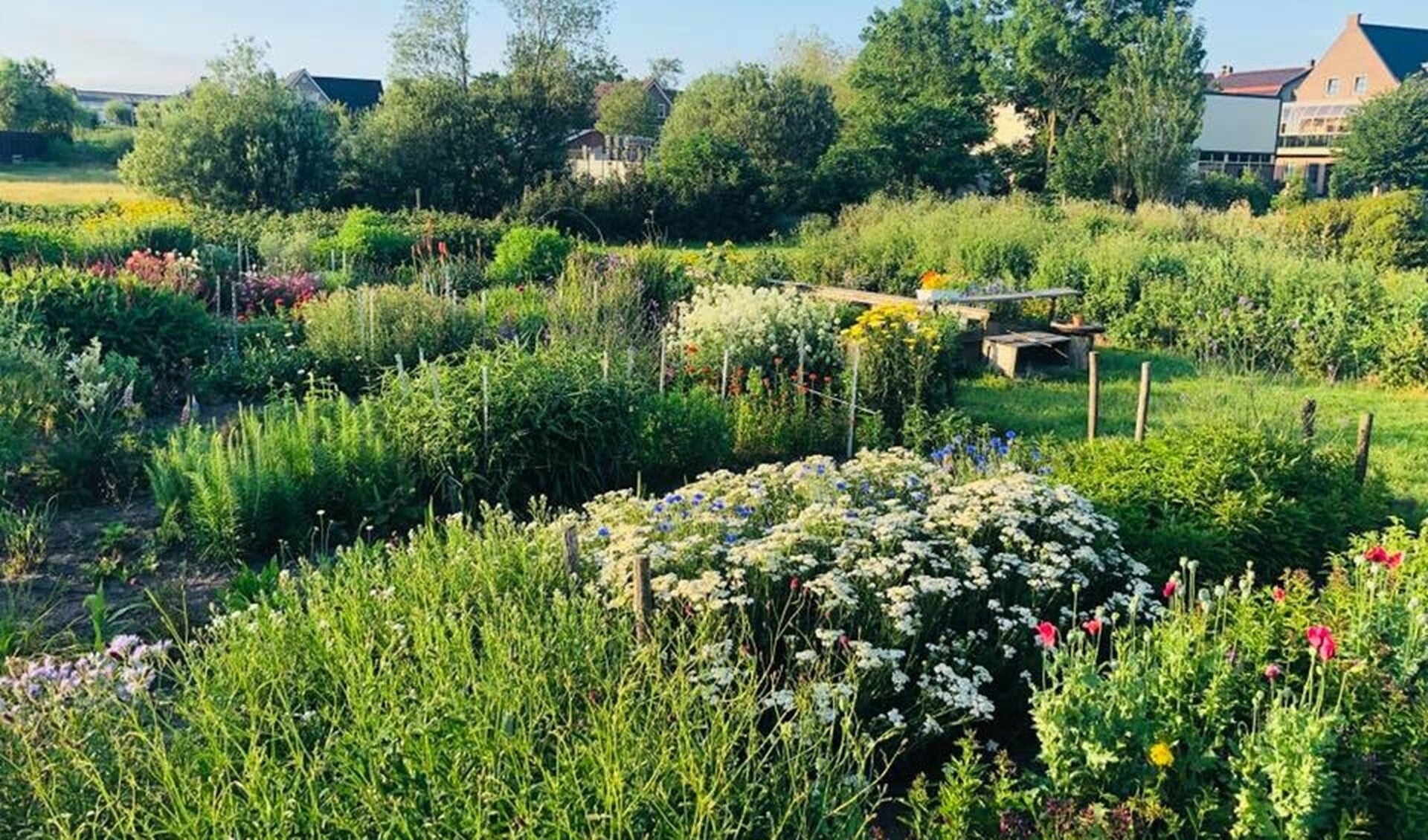  De tuin zal 'dienst' doen als plek waar buurtbewoners vruchten, kruiden en bloemen kunnen plukken. 