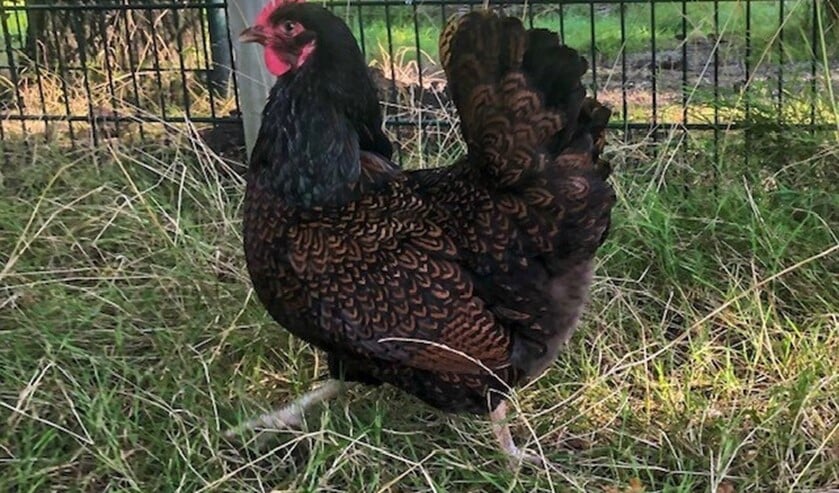 De Barnevelder scharrelt rond op de Balijhoeve.