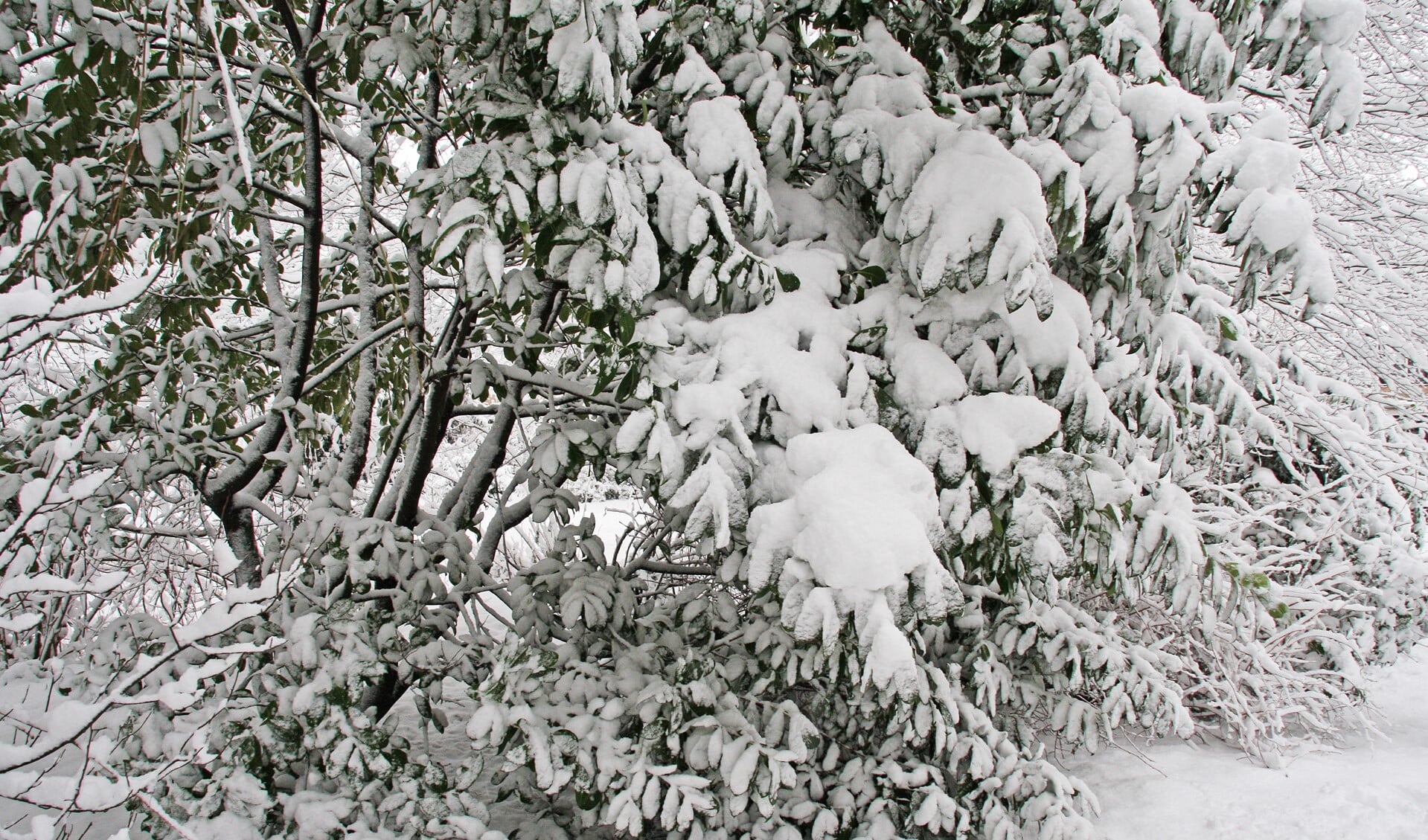 Veel sneeuw op takken van groenblijvende heesters kan je er beter afschudden (foto JB).