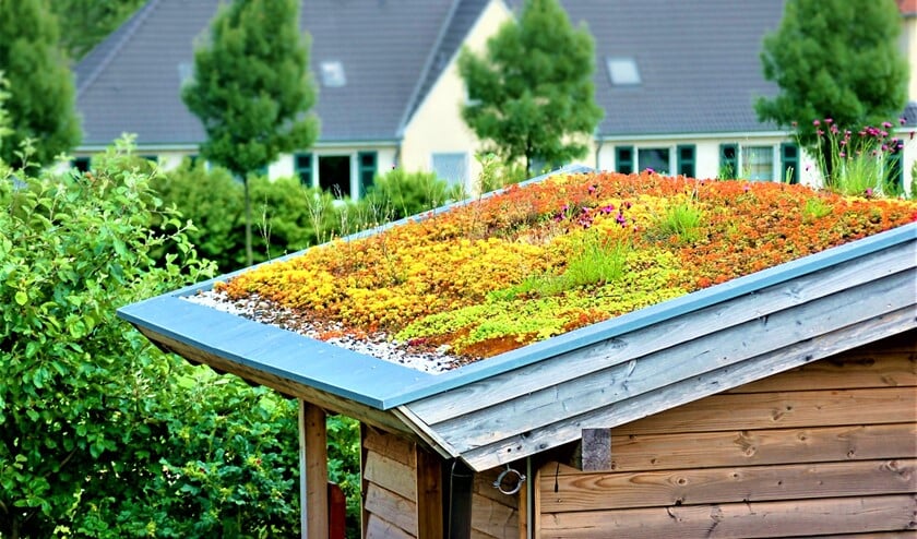Ook een groen dak isoleert, vangt overtollig regenwater op en zorgt voor een gelijkmatige afvoer van regen (foto: Stefan Körber - stock.adobe.com).