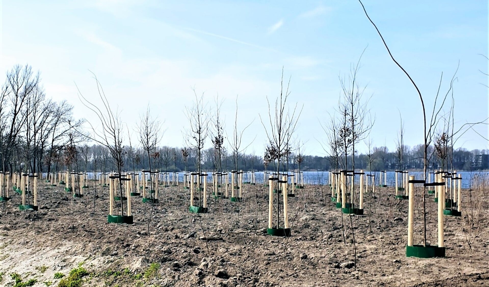 Nieuwe bosaanplant in Vlietland langs de A4 zal het verkeerslawaai nog meer verminderen (foto: Ed en Sonja).