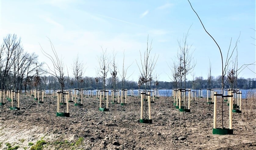Nieuwe bosaanplant in Vlietland langs de A4 zal het verkeerslawaai nog meer verminderen (foto: Ed en Sonja).