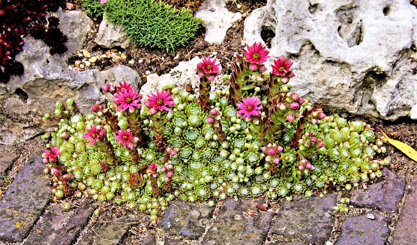 Huislook is een eetbare plant met rozetten die zelfs medicinale werkingen heeft. Hij groeit graag op het dak, maar ook op de bestrating in de tuin (foto: pr).
