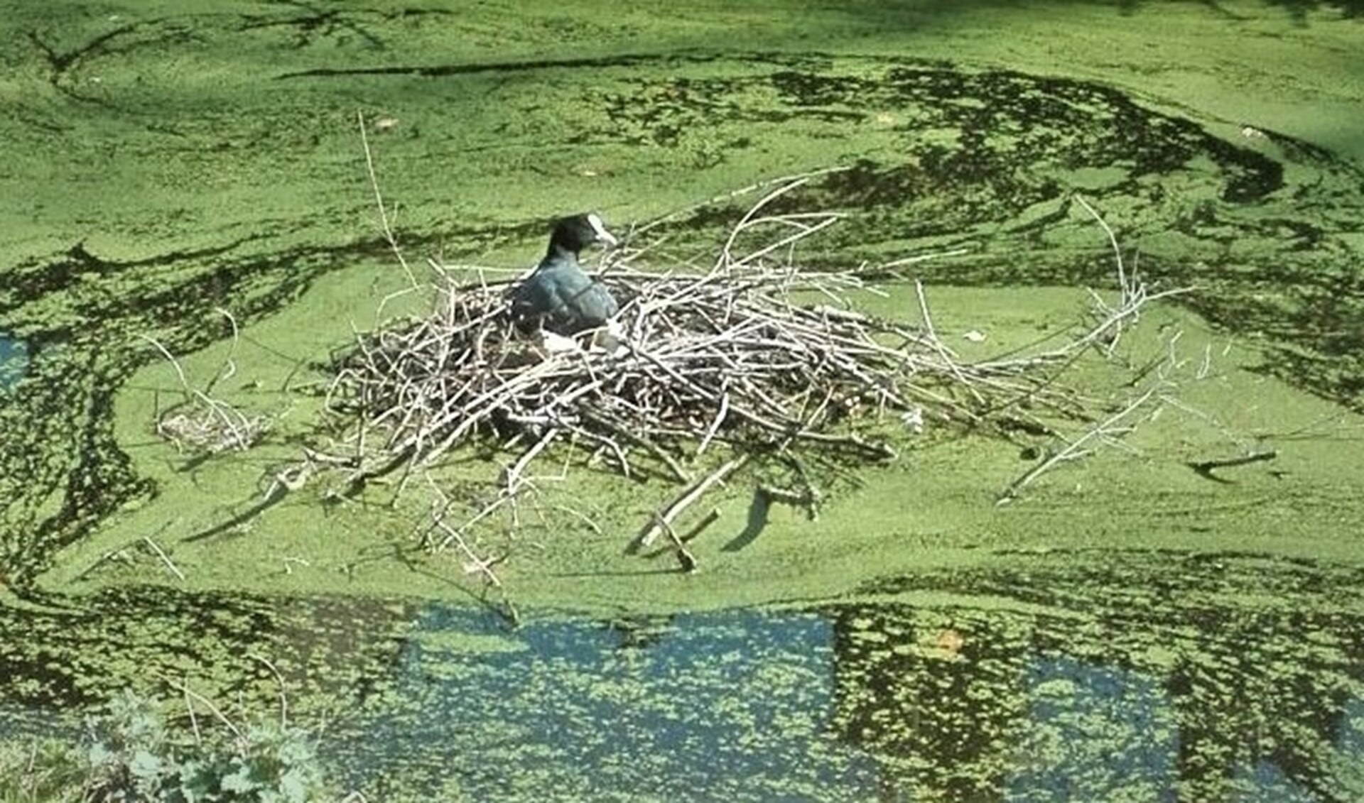 Meerkoetnest Rijswijk (foto: Anna Kreffer).