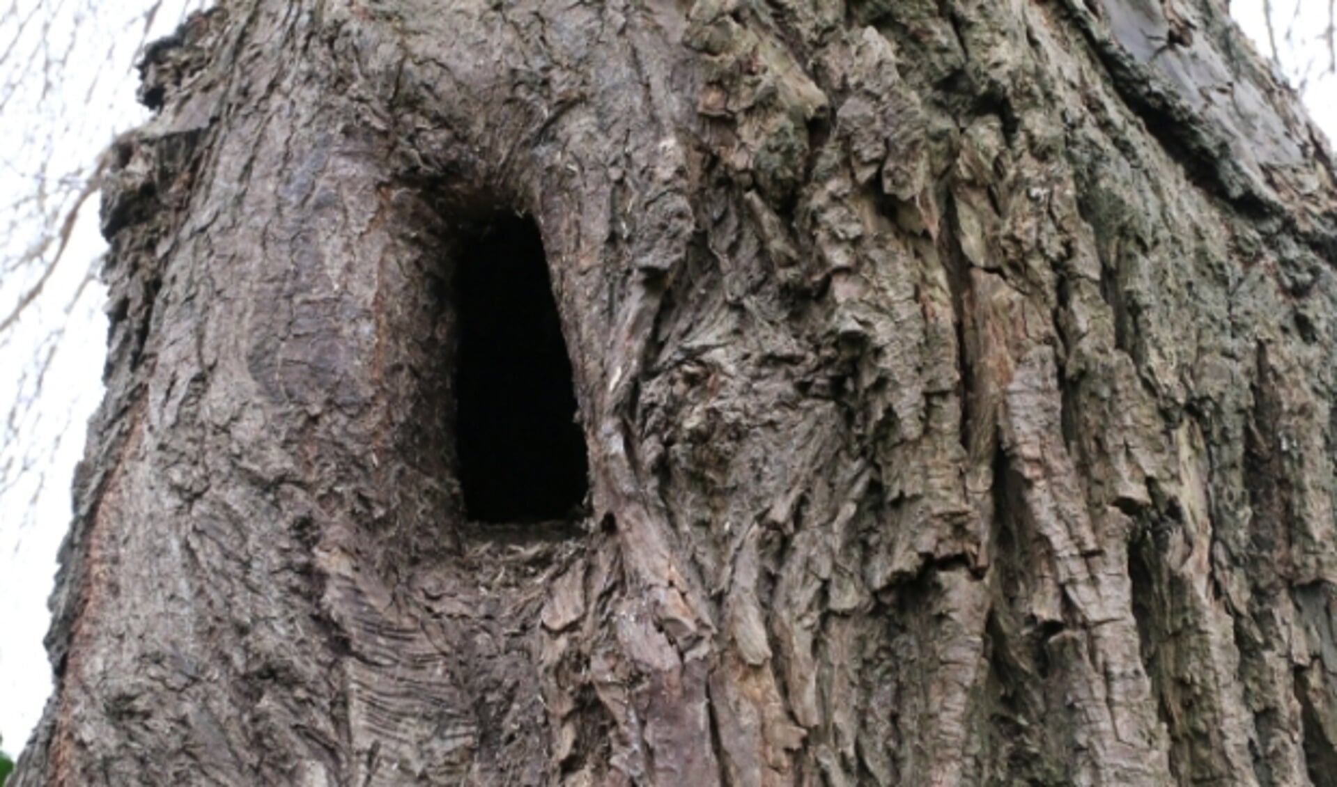 Hol van circa 20 centimeter hoog, slaapplaats van boommarter? (foto: Caroline Elfferich)