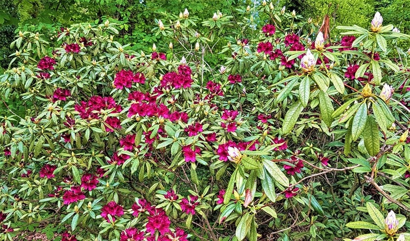 <p>Rodondendron die wel een verjongingskeur kan gebruiken (foto: Mirjam Hendriks).</p>
