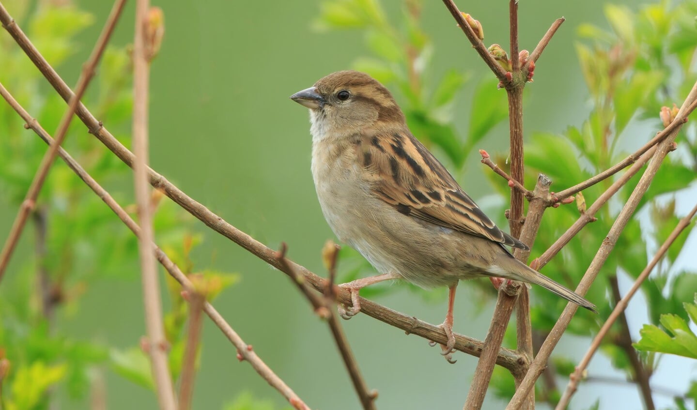 Vrouwtje huismus (foto: Adri de Groot; www.vogeldagboek.nl)