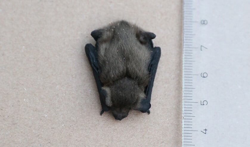 <p>Dode jonge vleermuis gevonden in Park Berkenoord. (foto: Caroline Elfferich)</p>