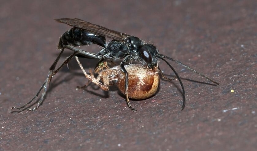 <p>Tussen de zwarte wesp en de spin ziet Frans Jansen nog een klein wespje. Foto: Frans M. Jansen.</p>