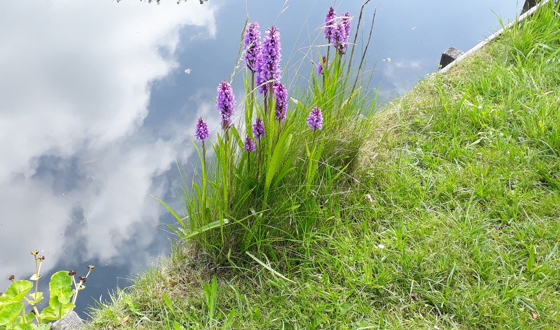 Orchideeën, spontaan gevestigd in een tuin in Nootdorp. (foto: Caroline Elfferich)