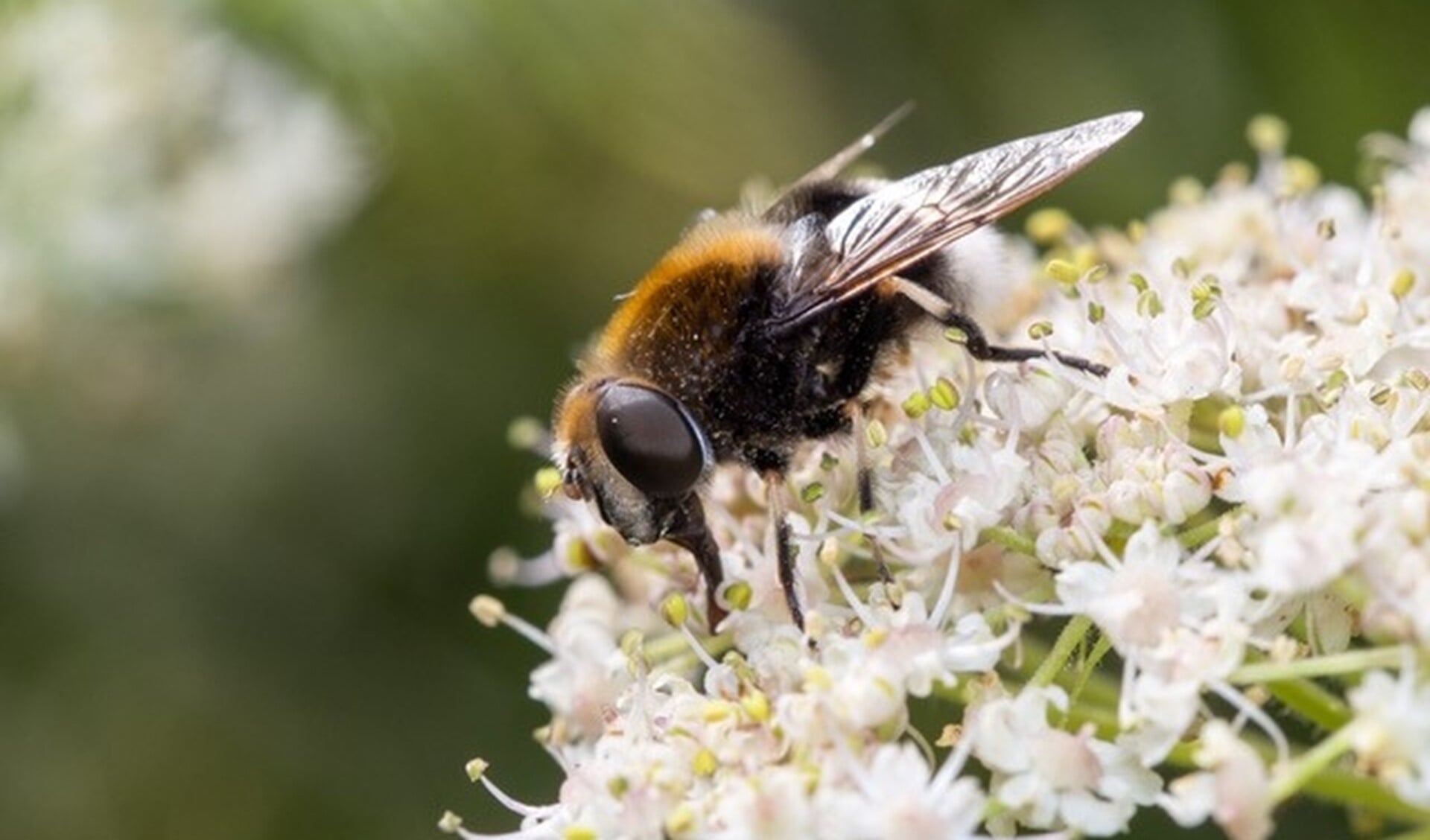 De hommelbijvlieg, Eristalis-intricaria is een voorbeeld van een wilde bijensoort. Foto: Arno van Berge Henegouwen