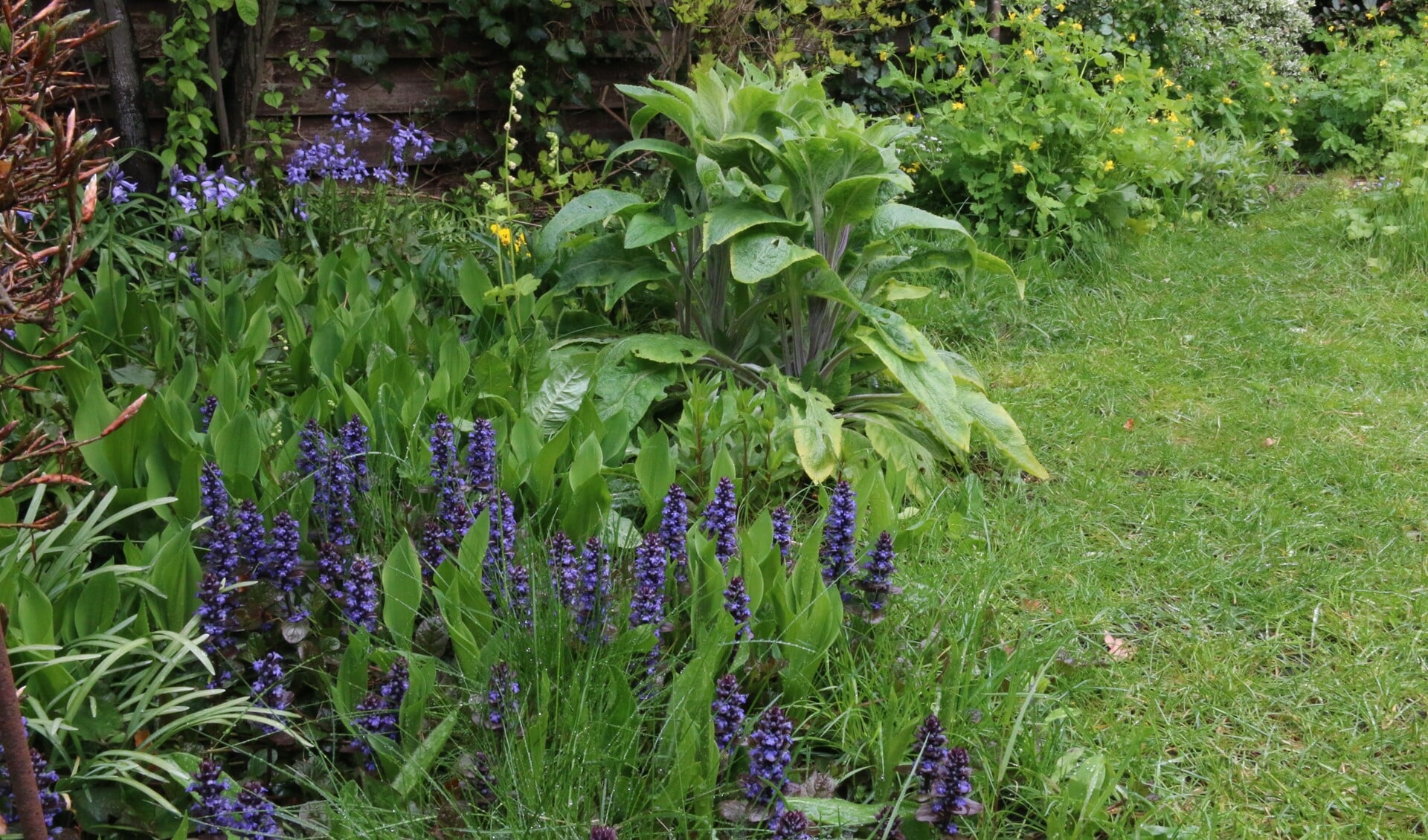 Een kleine tuin kan veel plantensoorten herbergen. (foto: Caroline Elfferich)