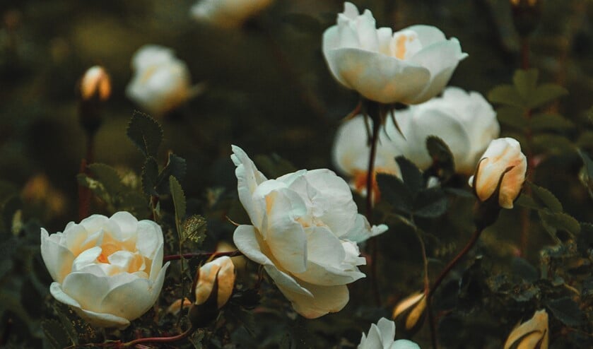 <p>Foto: Irina Iriser</p>