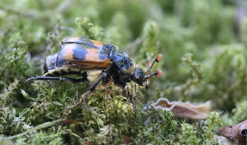 <p>Krompootdoodgraver, een circa 2 centimeter lange aaskever. (foto: Peter Elfferich)</p>