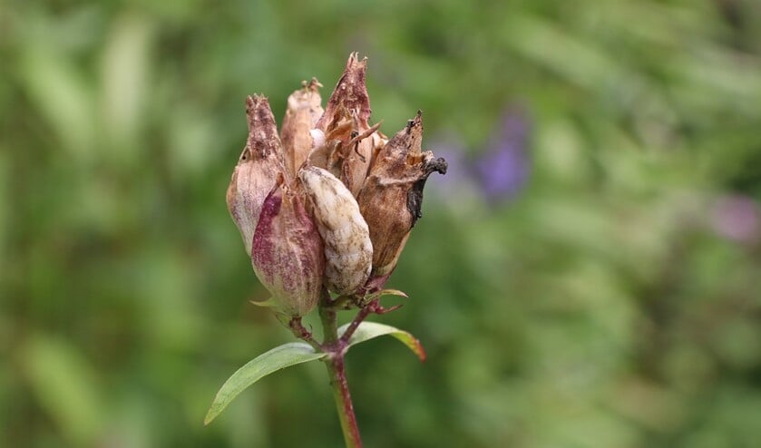 <p>Een mollige rups op de zaaddozen van zeepkruid. (foto Truus van der Hulst) </p>