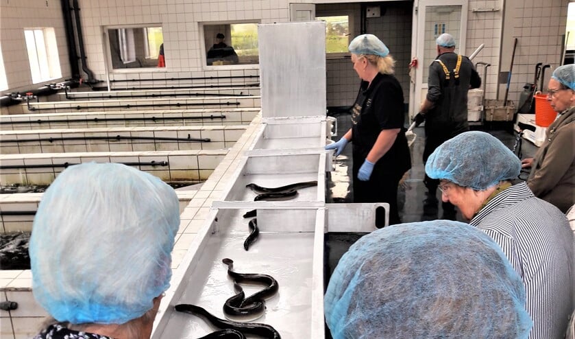 <p>Eerst werd de ambachtelijke palingrokerij Van Wijk in de Alblasserwaard bezocht </p>
