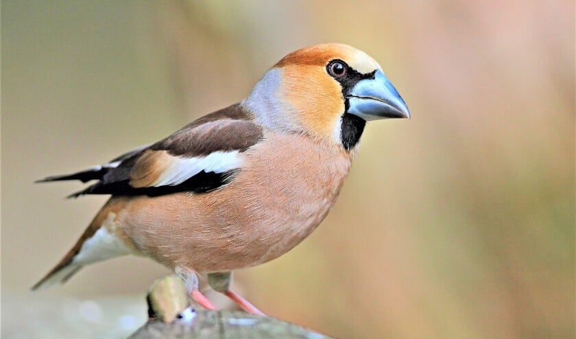 Een Appelvink (foto: Koos Dansen).