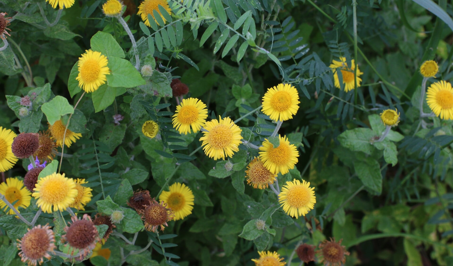 Heelblaadjes hebben gele bloemen van circa 2 centimeter diameter. (foto: Caroline Elfferich)