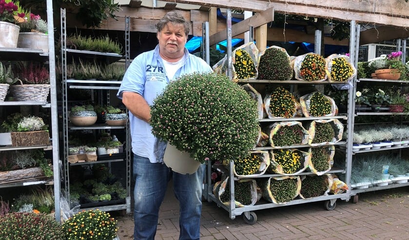 <p>Piet loopt weer als een kievit en toont een prachtige bolchrysant!</p>