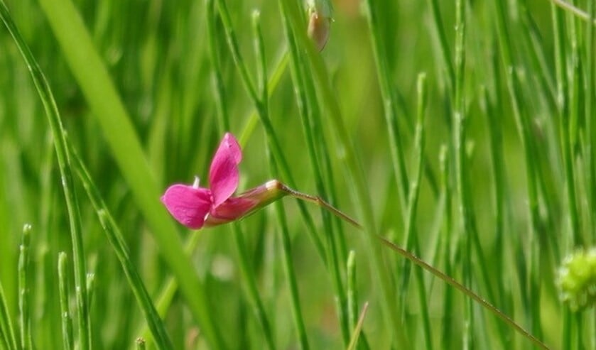 Het fraaie fragiele knalroze bloempje van de Graslathyrus maakt het zeldzame plantje toch vindbaar. Foto: Tilly Kester,