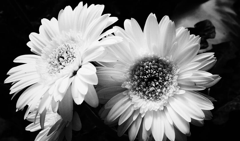<p>Foto: Pok Rie</p>