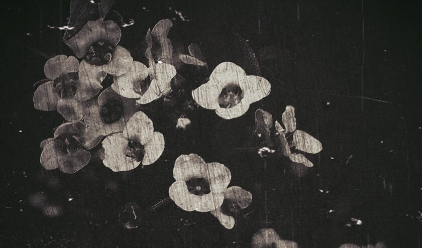 Foto: Suzy Hazelwood