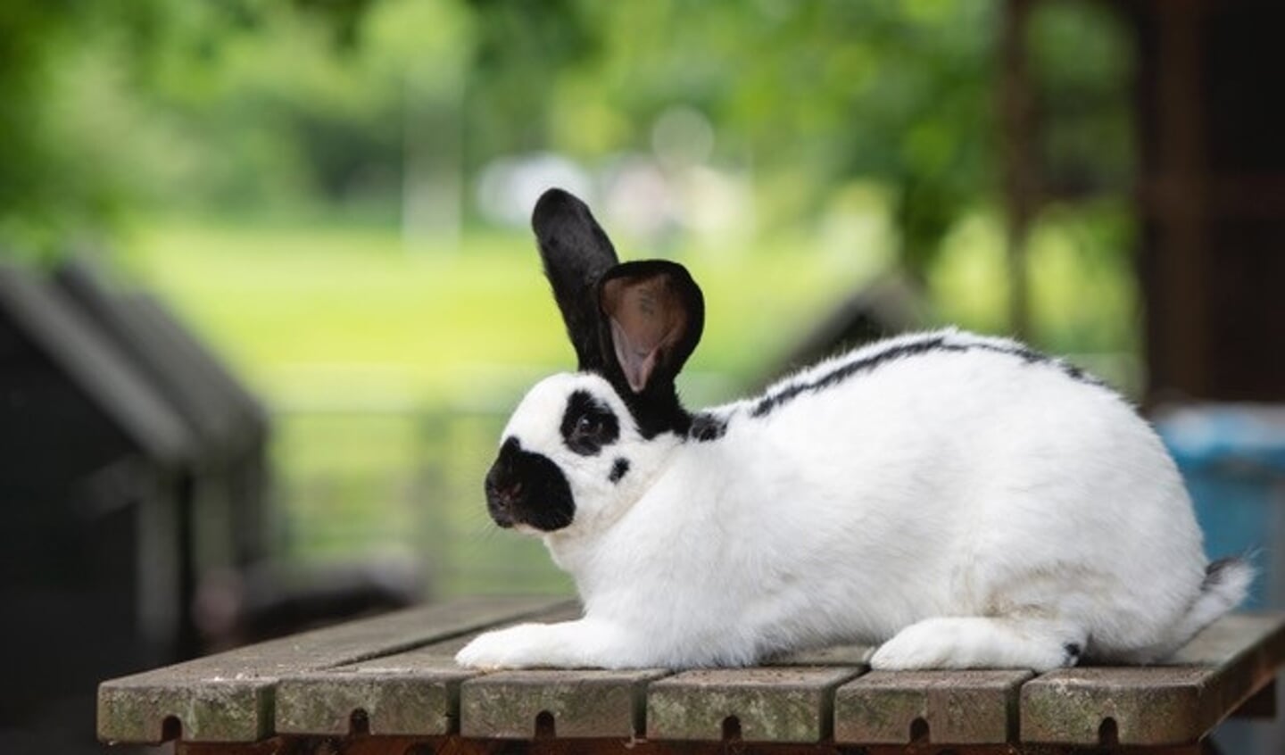 Een Lotharinger konijn. Foto: Hester Louwersheimer