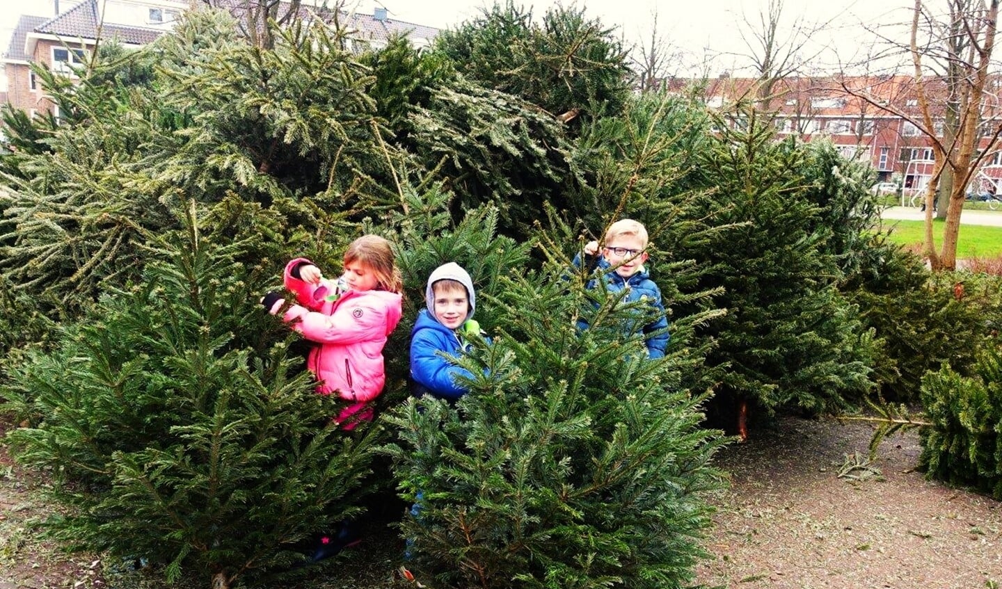Kinderen komen de door hen ingezamelde kerstbomen verzilveren voor 50 eurocent (foto: Ap de Heus).