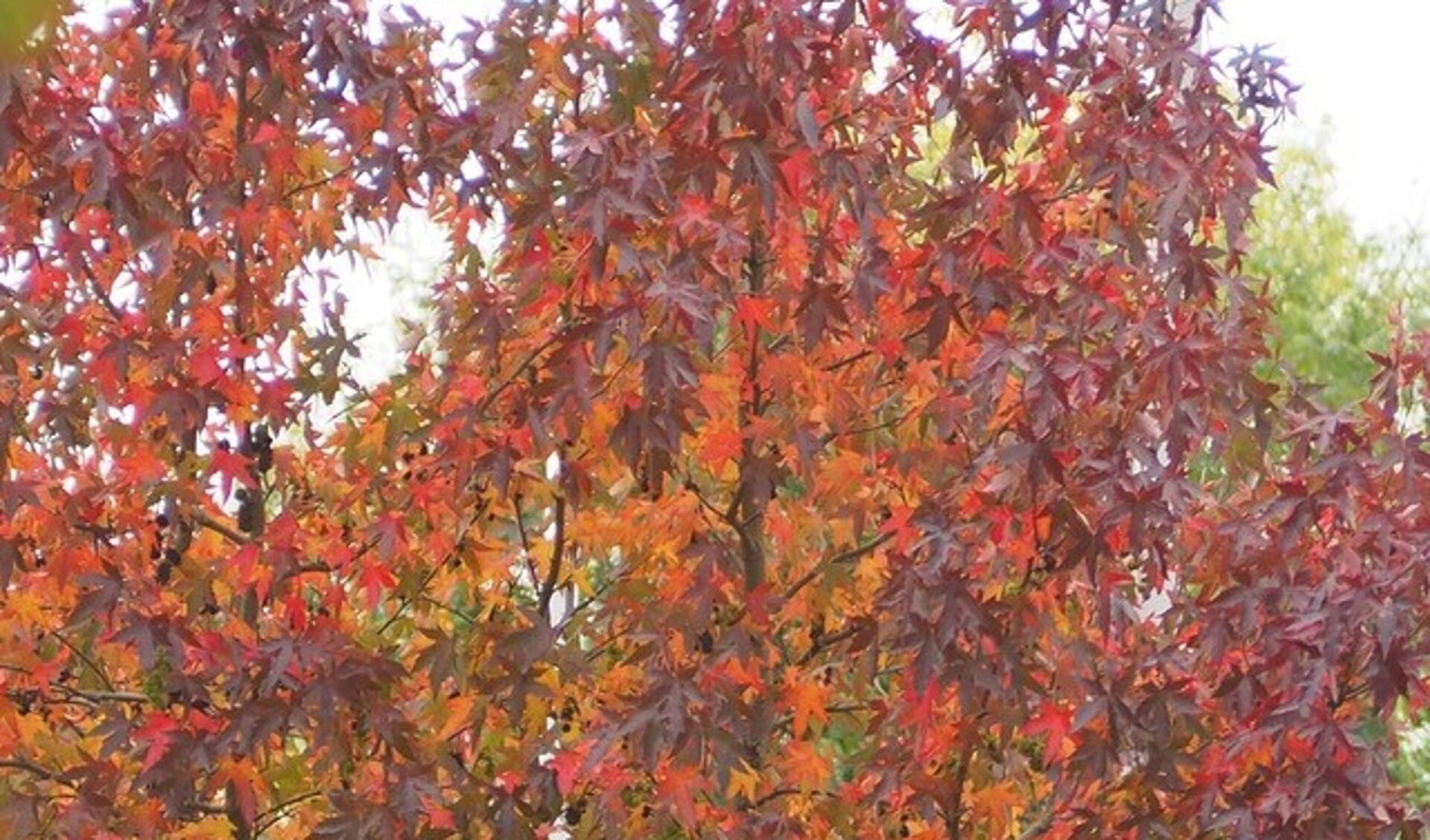 Foto: Joke de RidderBijschrift foto : De amberboom krijgt prachtig rood blad in de herfst. Foto: Joke de Ridder.