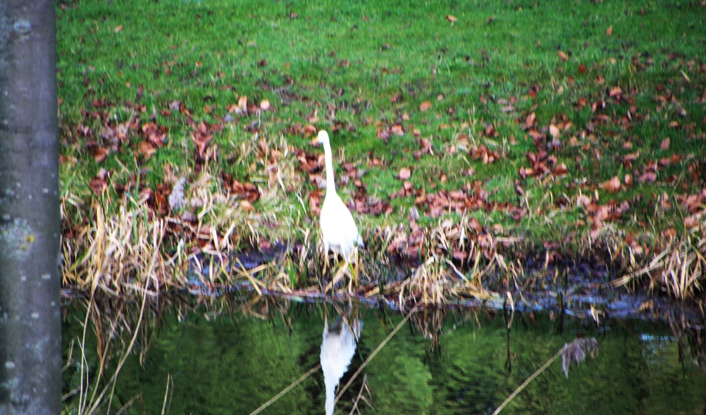 Een ietwat wazige witte reiger aan de Heuvelweg, waarschijnlijk een Grote Zilverreiger (foto: Rob Koren).