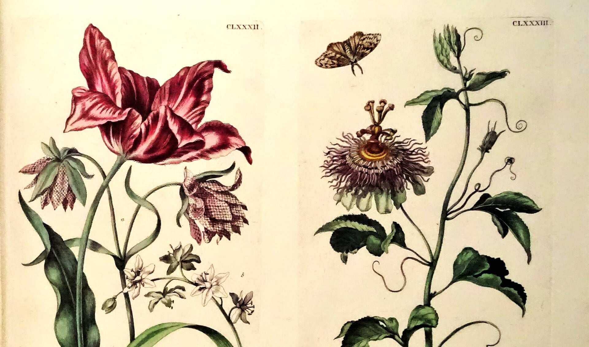 Maria Sybilla Merian (1647-1717) bestudeerde  planten en insecten en maakte daar schitterend gedetailleerde, gekleurde tekeningen van.