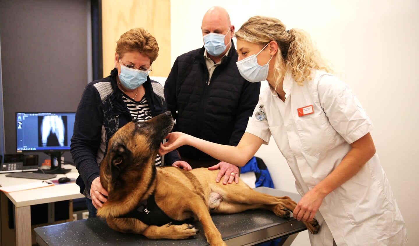 De Leidschendamse herdershond Rax met arts en zijn eigenaren. De hond lijkt weer helemaal de oude (foto: pr MCD Amsterdam).