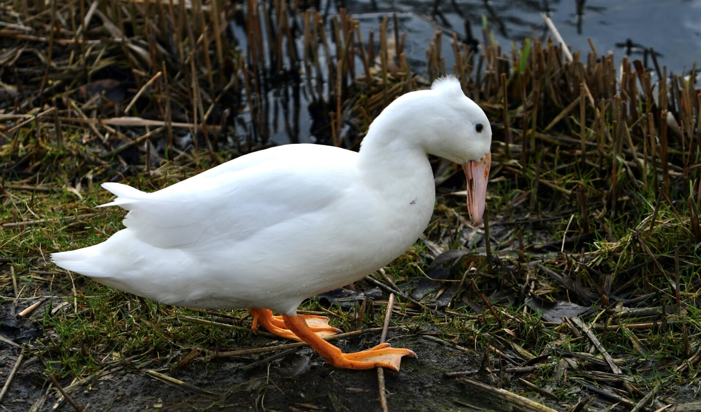 De Noord-Hollandse krombekeend is een oud eendenras. (foto: David Dilling)