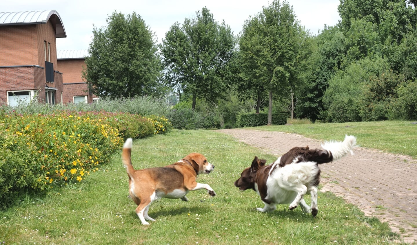 Is er straks geen ruimte meer voor spelende honden? (Foto: PR)