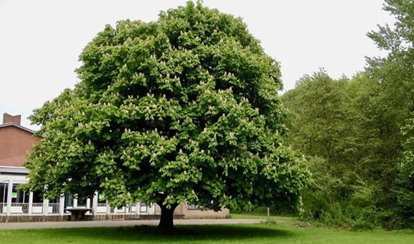 De bijzondere kastanjeboom op het terrein van Schakenbosch / Landgoed Voorlei (archieffoto pr).
