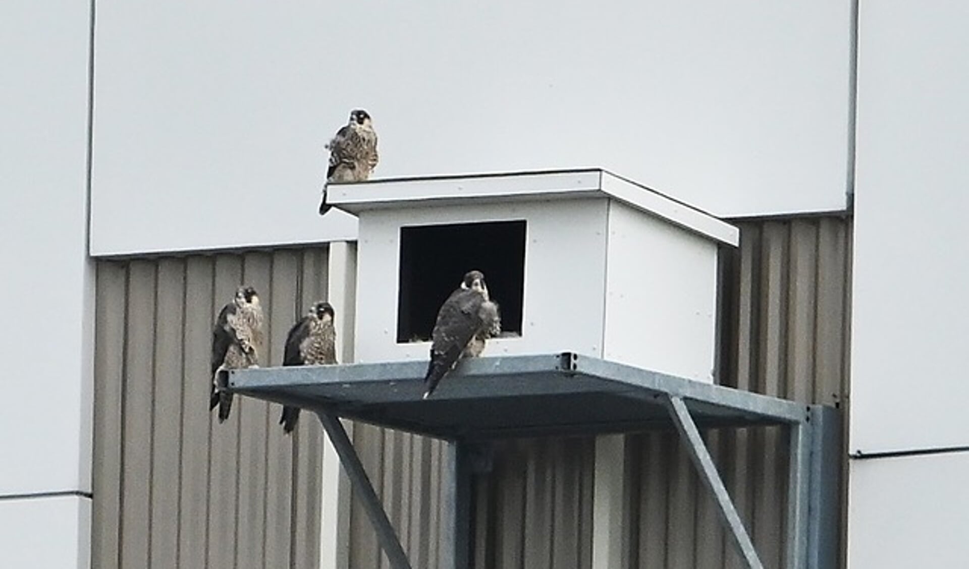 Vier jonge, vliegensvlugge slechtvalken op de nestkast aan de noordkant van de toren. Foto: Henk de Hoog