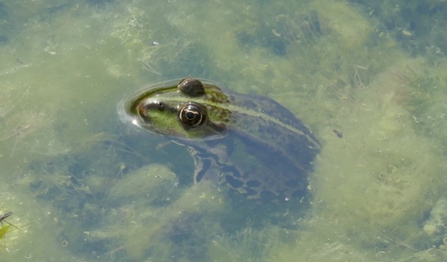 Deze kikker geniet na van een bijzonder hapje. Foto: Tilly Kester