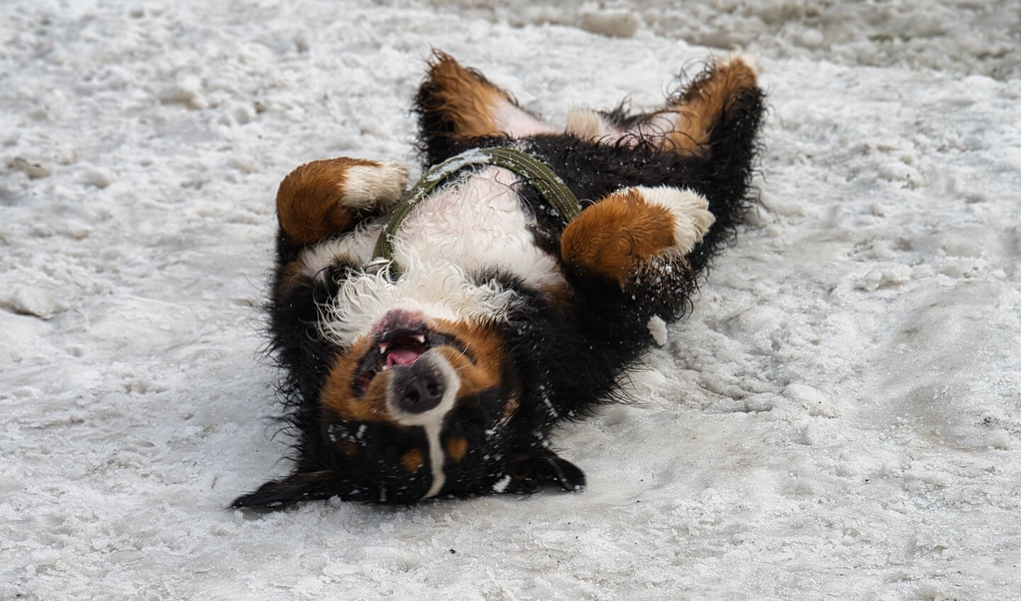 Heerlijk afkoelen in de sneeuw na de snikhete dagen. Foto: Gerard van Warmerdam