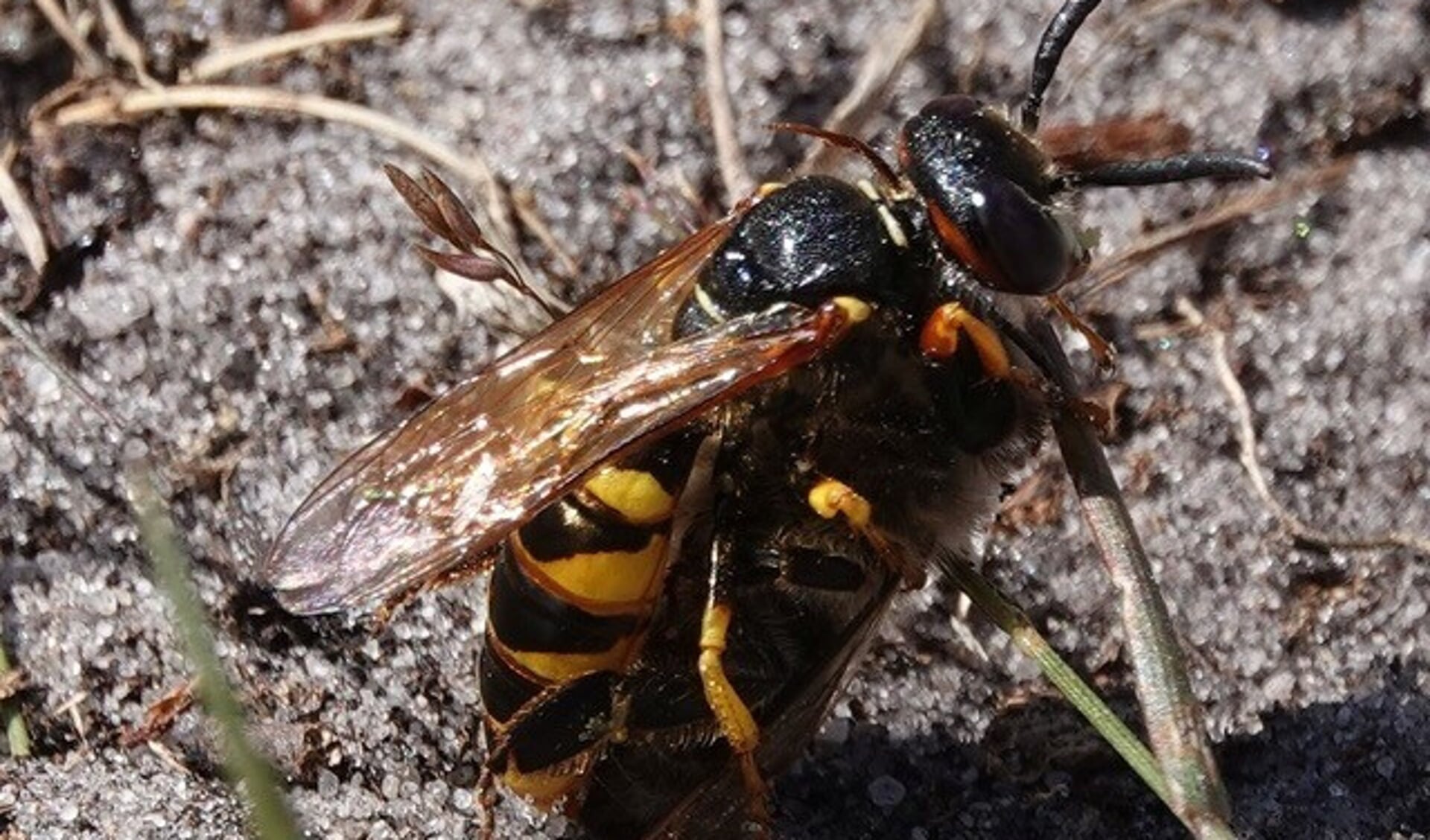 Een bijenwolf heeft een honingbij verlamd en klemt de bij vast met haar drie paar poten. Foto en tekst: Winfried van Meerendonk