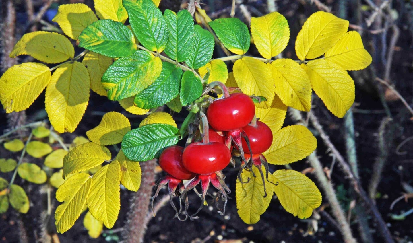 De wilde roos geeft mooie herfstkleuren en voedzame rozenbottels (foto Jan Blokland).
