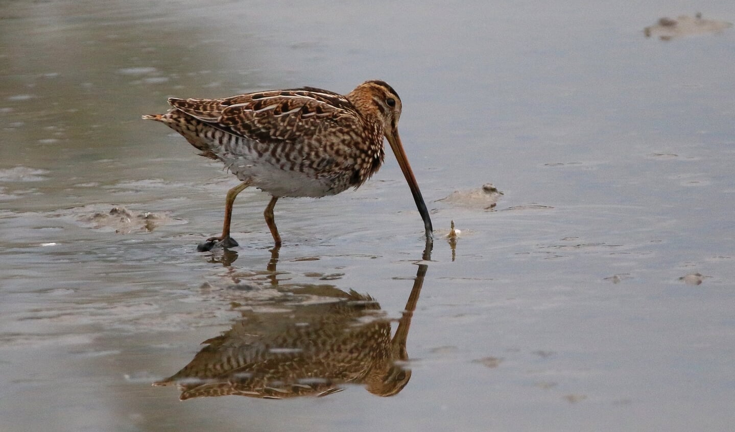 Watersnip zoekt voedsel in de vochtige bodem. (Foto: Peter Elfferich)