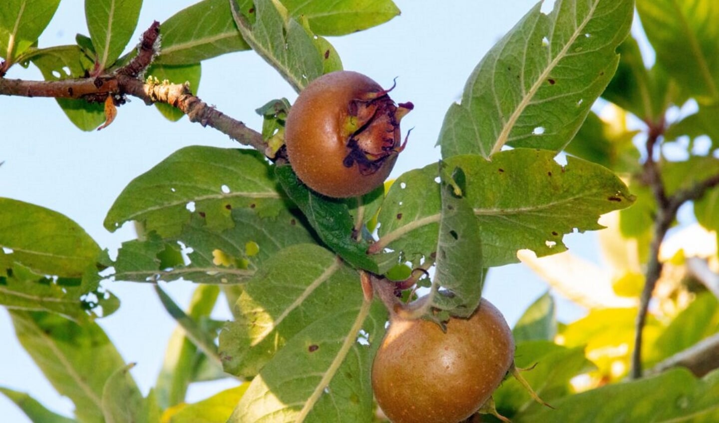 Mispels in de Natuurtuin. (Foto: Ep Booneman)