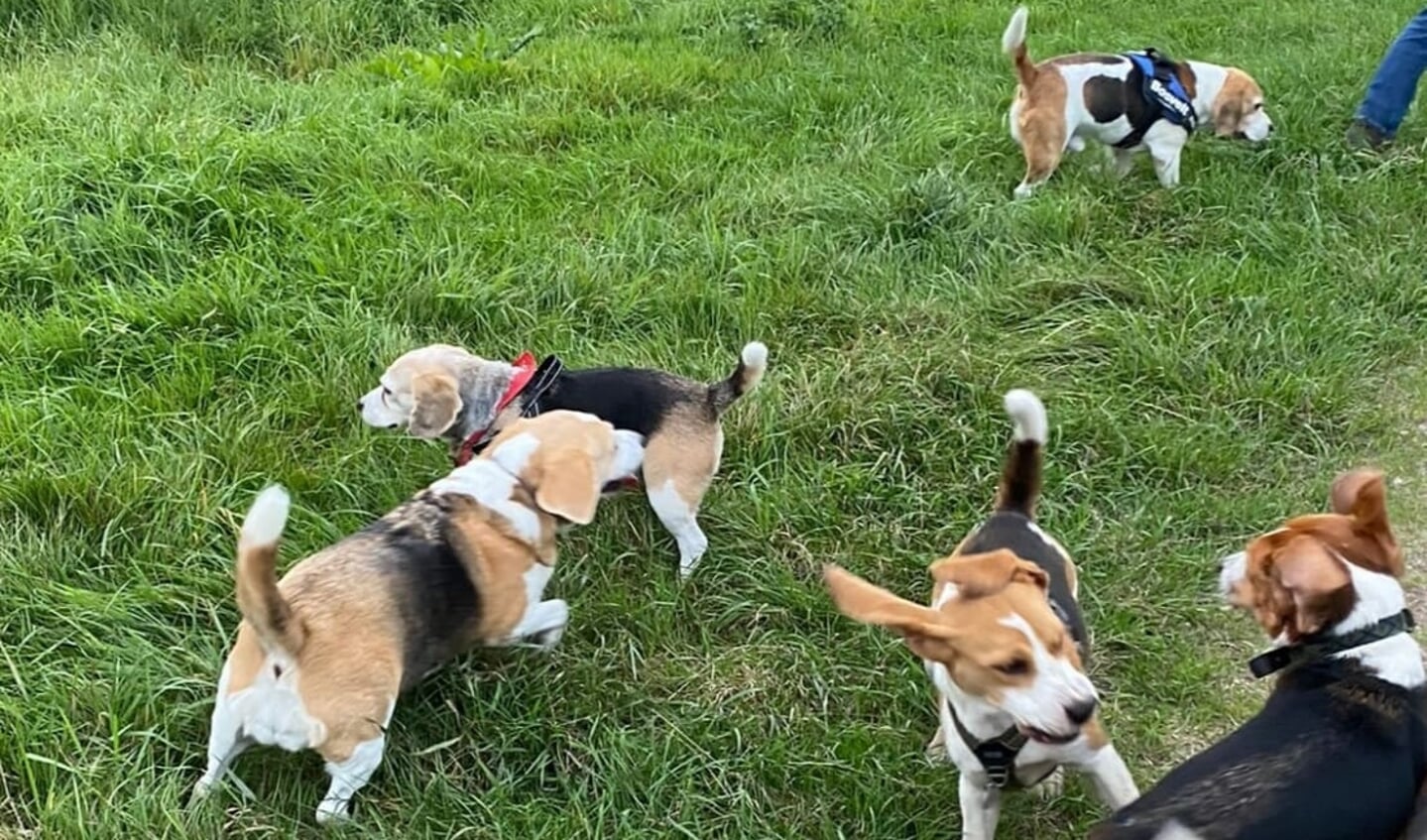 De deelnemende beagles hadden het grootste plezier!