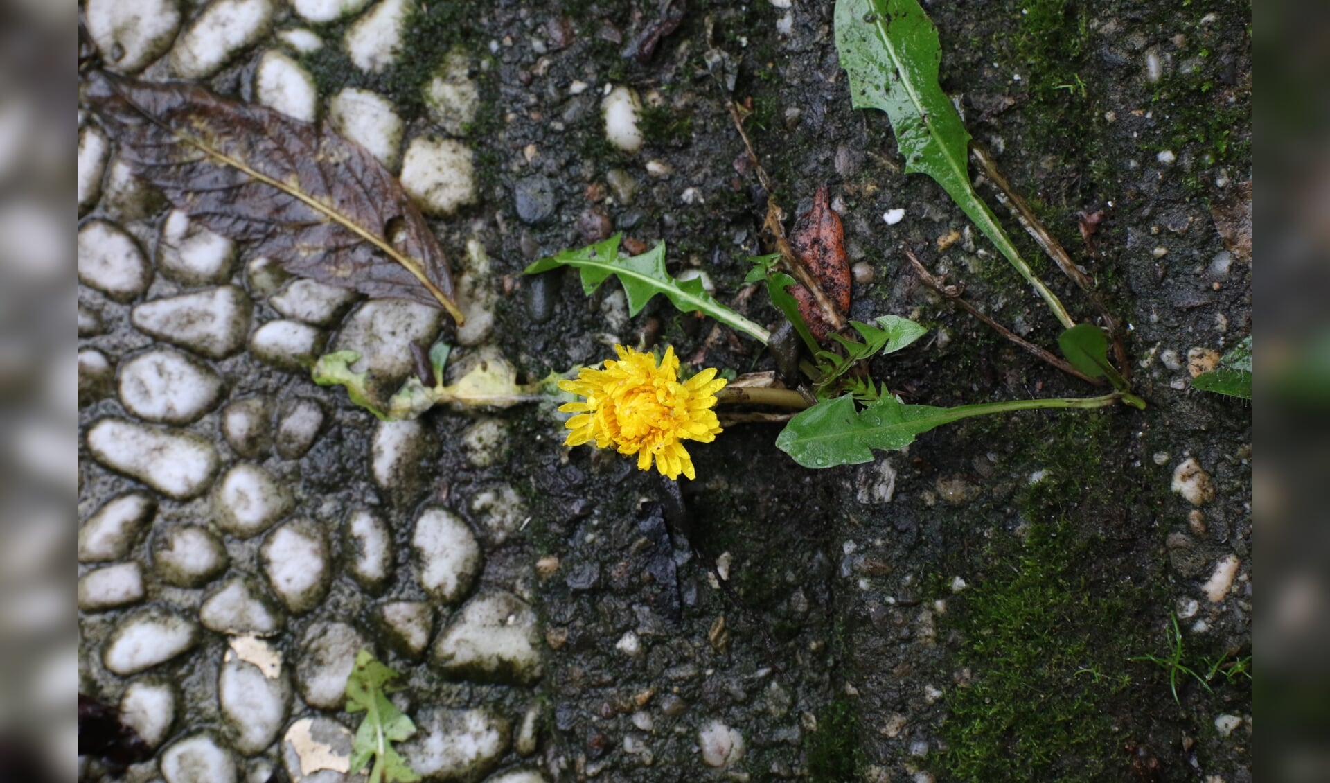 Bloeiende paardenbloem: zonnegroet op regenachtige oudejaarsdag. (Foto: Caroline Elfferich)