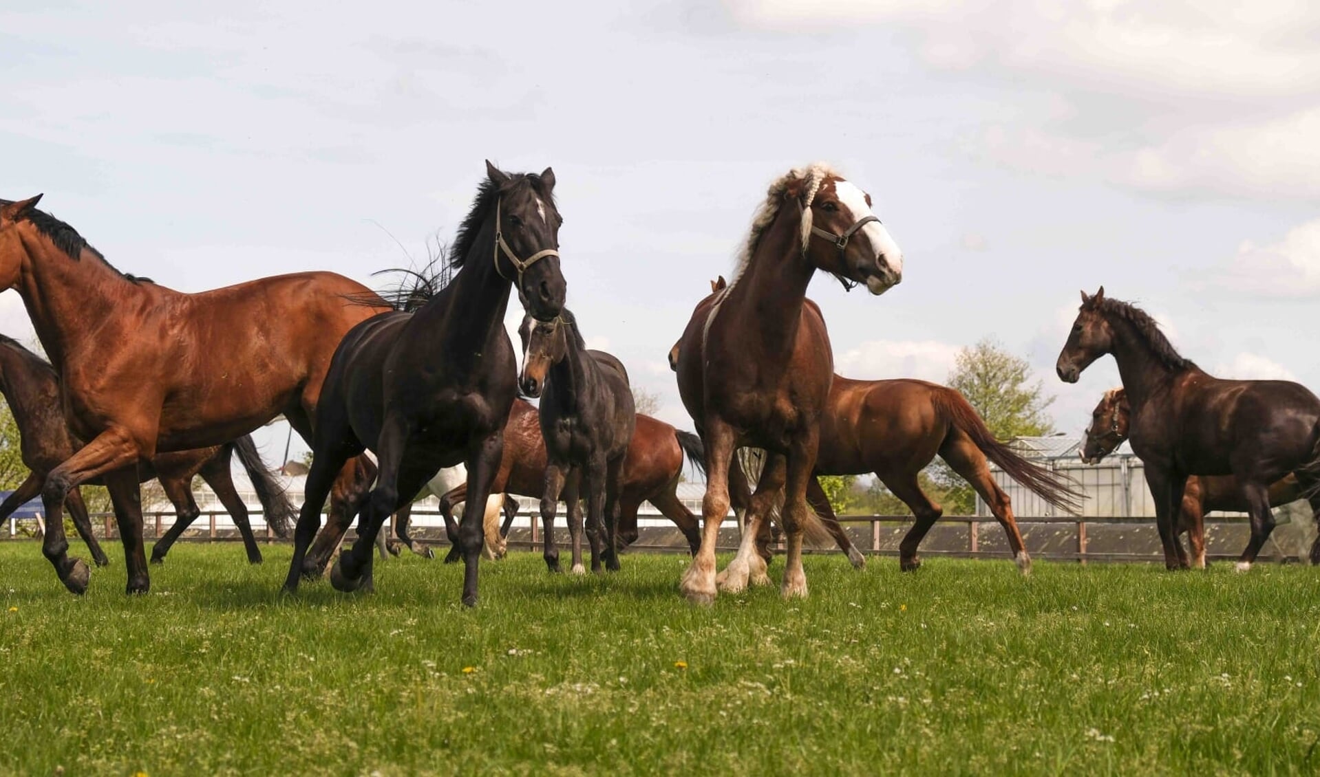 moordenaar Circulaire ventilator Unieke beelden: Pony's en paarden het land in! - Adverteren  Pijnacker-Nootdorp | Telstar-online | Krant en Online