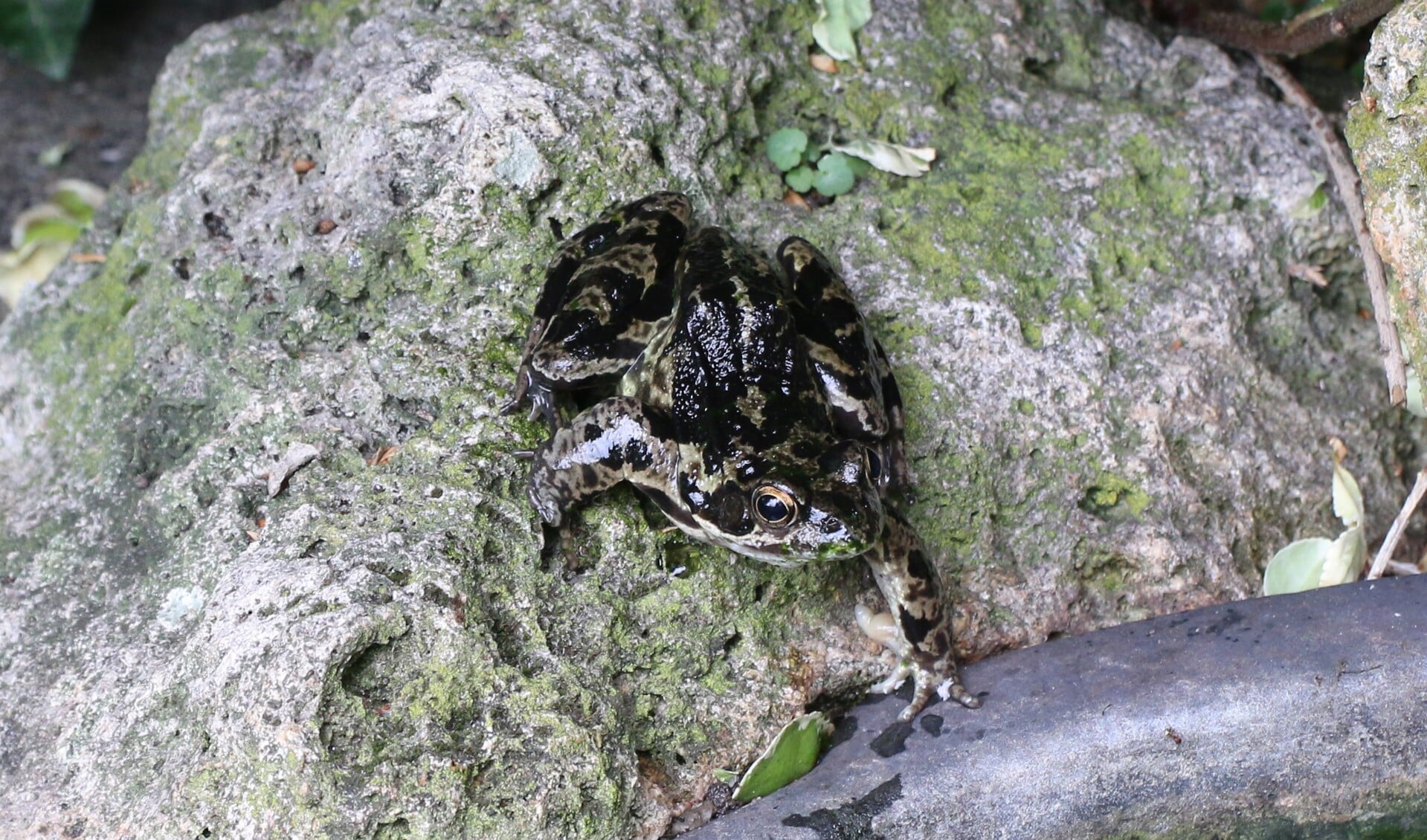 Bruine kikkers met zwarte vlekken foto