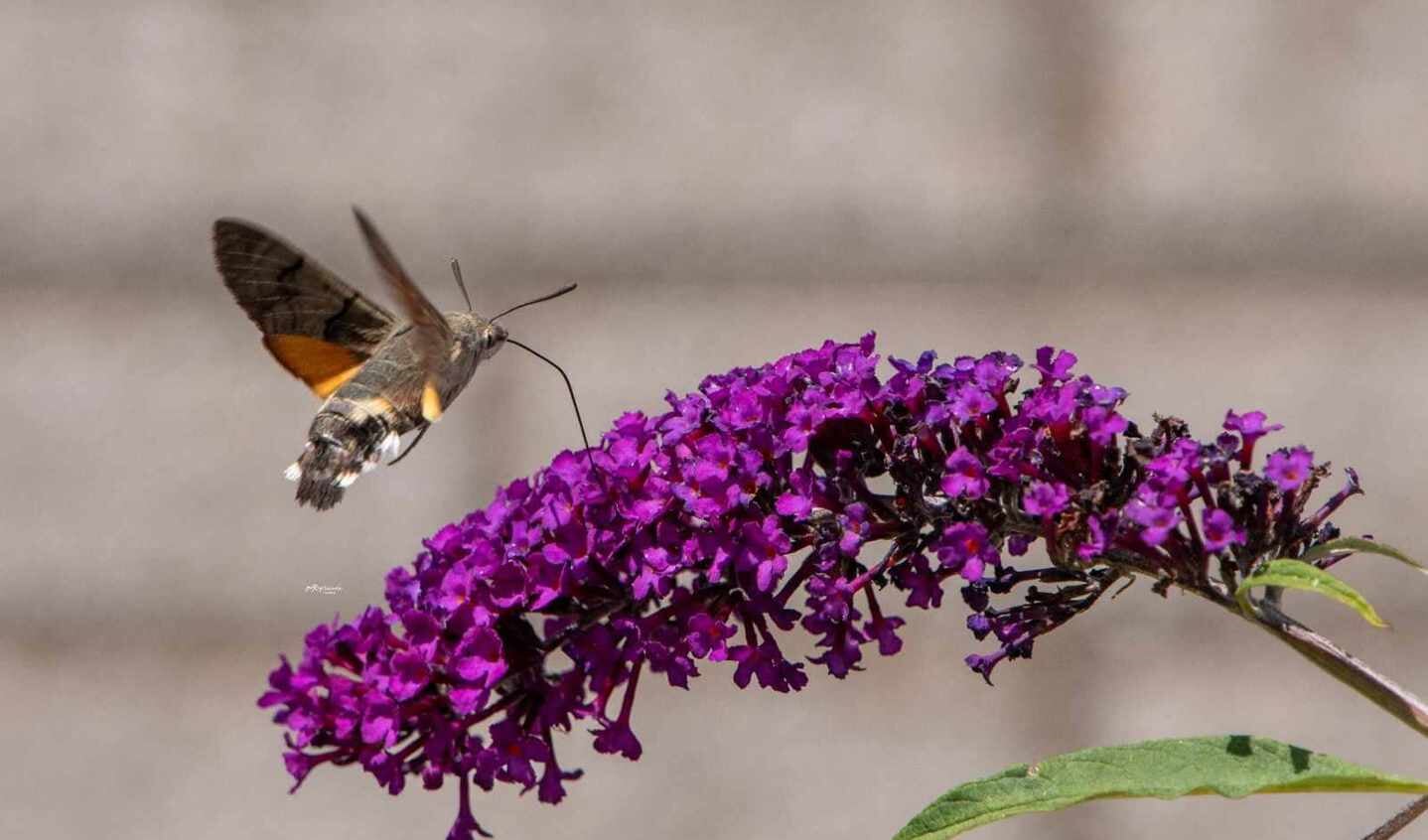 Kolibrievlinder op mooi moment vastgelegd. Foto: Rianne Veeninga