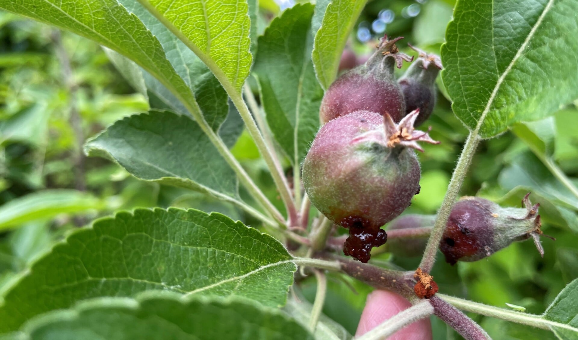 Aangetast appeltje, de dader is waarschijnlijk een nachtvlinderups. (Foto: Martijn Mastenbroek)